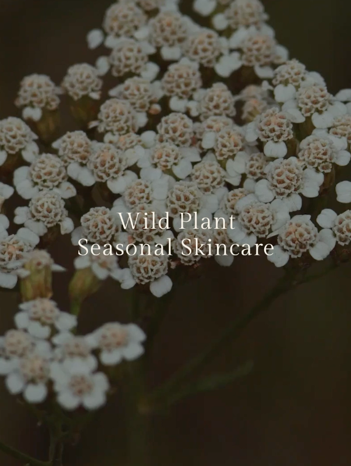 Lavana Wild