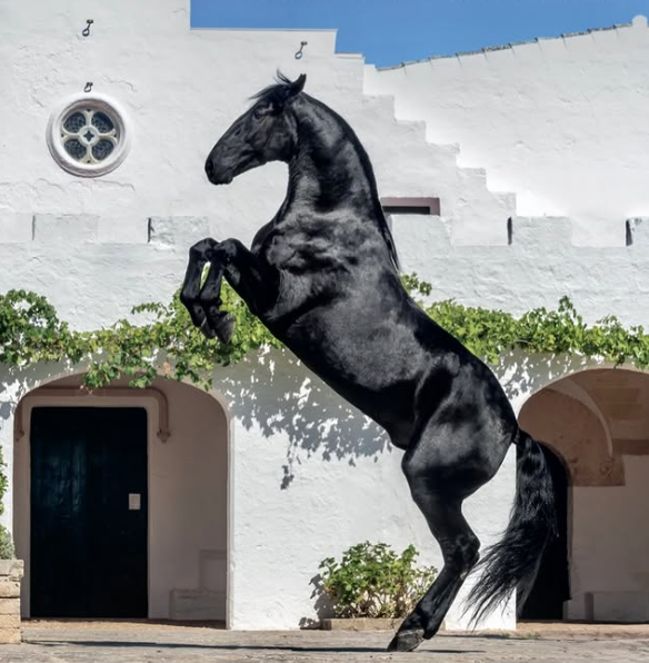 La Asociación del caballo Pura Raza de Menorca presenta la Menorca Horse Week