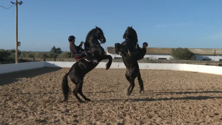 Menorca Horse Week se celebrarà del 13 al 17 de maig per donar a conèixer al món el cavall menorquí