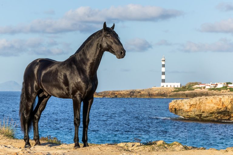 Menorca Horse Week 2026