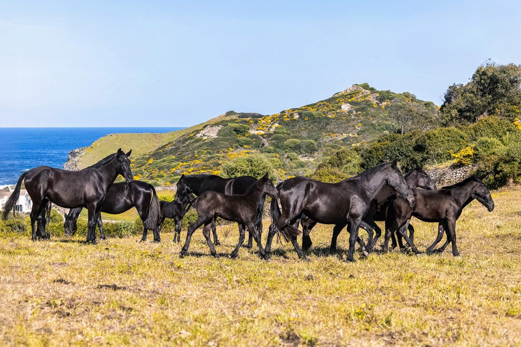 caballo menorquin