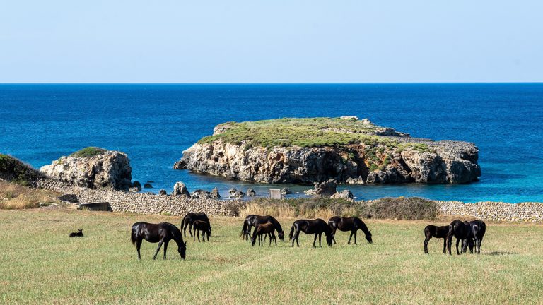 Fotos caballo menorquín