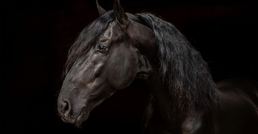 Caballo de Pura Raza Menorquina, Menorca Horse Week