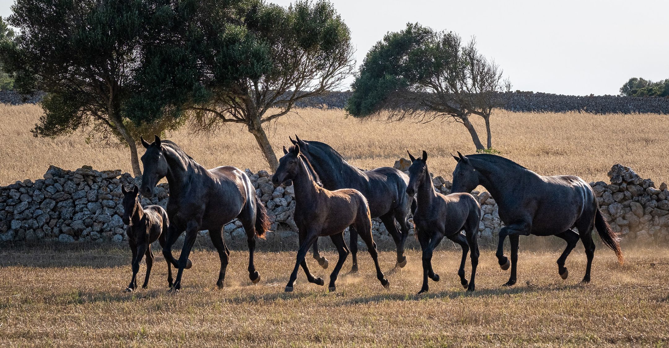 Caballo de Pura Raza Menorquina - Menorca Horse Week 2026
