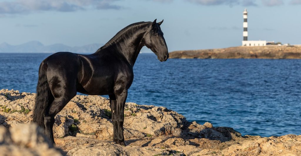 Menorca Horse Week