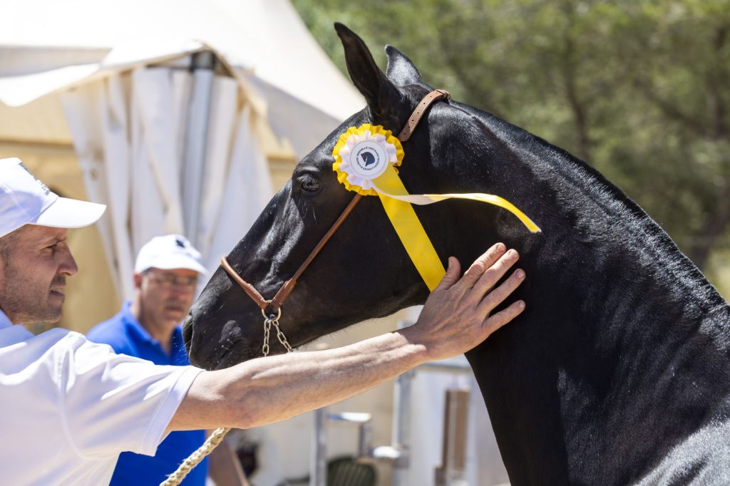 Concurso morfológico