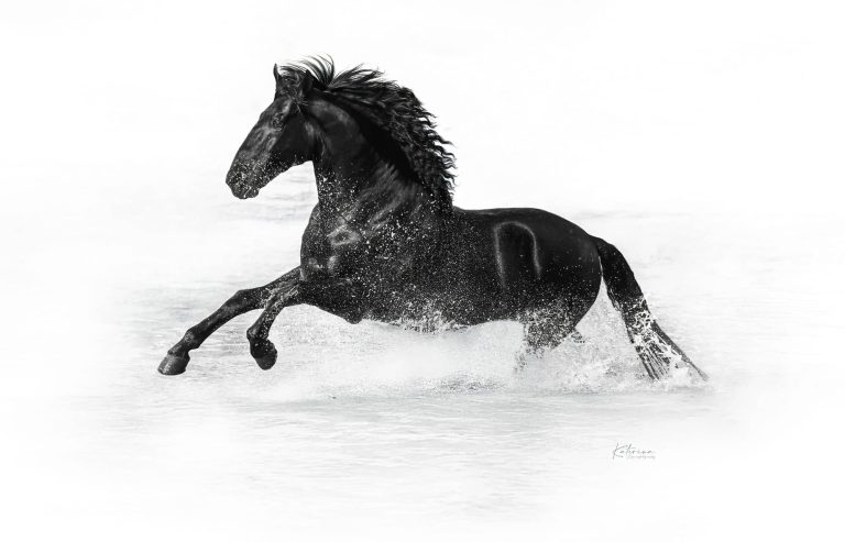 Diario Business News, media partner oficial de Menorca Horse Week 2026