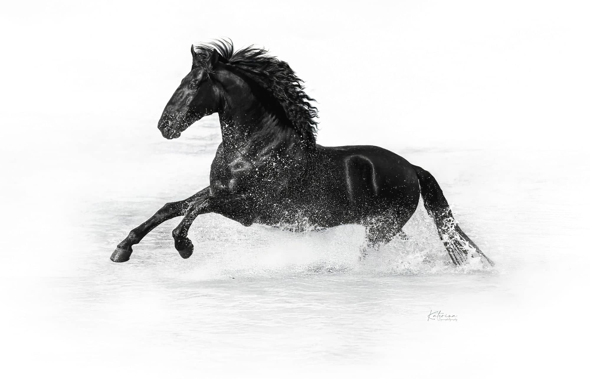 Diario Business News, media partner oficial de Menorca Horse Week 2026