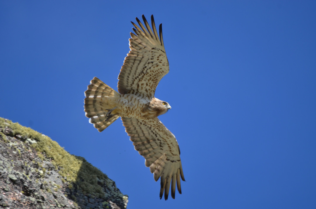 Ornitolog a En Los Picos De Europa WILDLIFE SPAIN