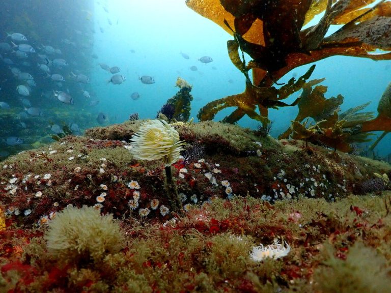 Privado: Aventura Oceanográfica en las Islas Cíes: Ciencia y Naturaleza