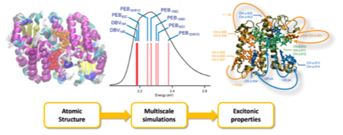 Excitonic properties of natural and organic light harvesting materials