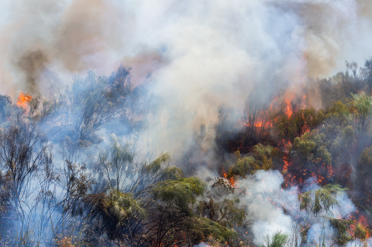 Prediction of forest fire propagation